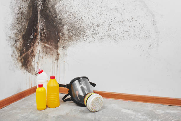 Best Certified Mold Removal  in Beaumont, CA