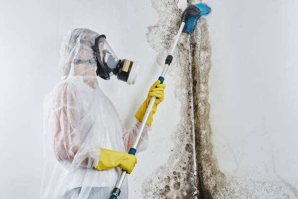 Best Mold Damage Repair  in Beaumont, CA