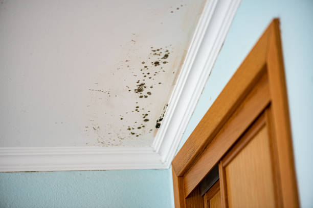 Professional Mold Removal in Beaumont, CA
